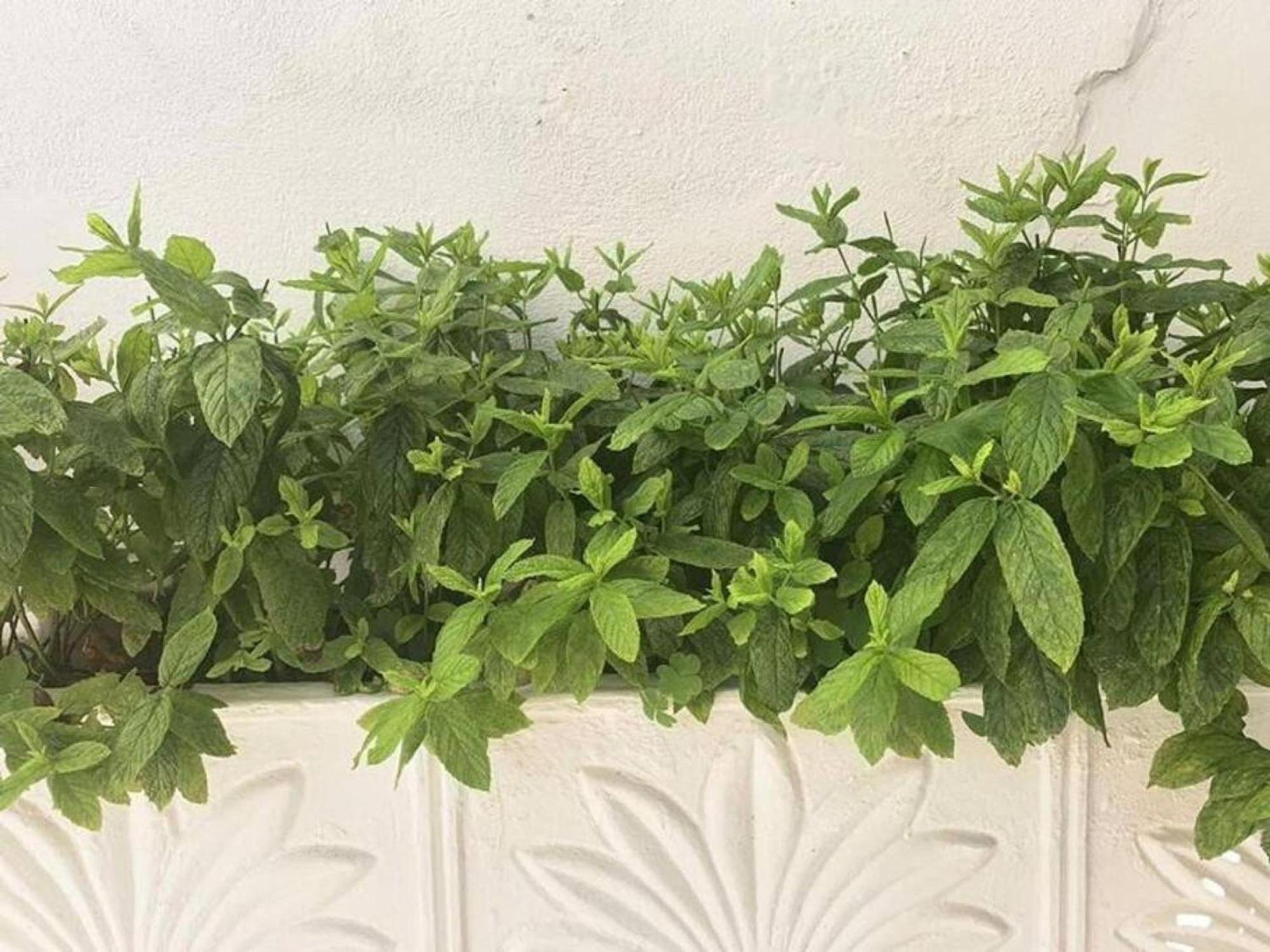 Dolce Vita - In The Heart Of Lefkada - Lefkada Bnb 외부 사진